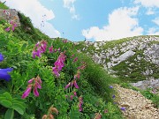 59 Hedysarum hedysaroides (Sulla alpina-slanciata) con vista sul Mandrone e in Corna Piana